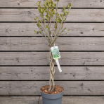 Arónia čerešňolistá (Aronia × prunifolia) ´VIKING´ - výška 90-100 cm, kont. C3L - TOČENÝ KMEŇ